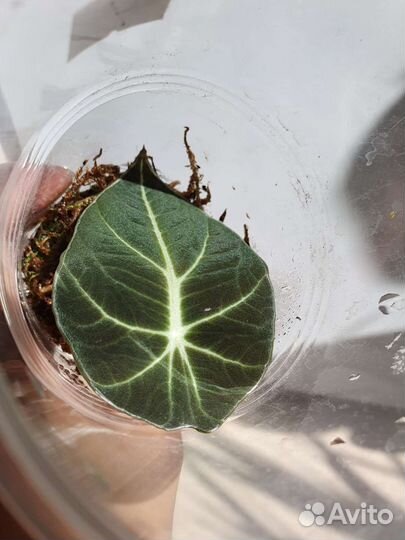 Алоказия блэк вельвет