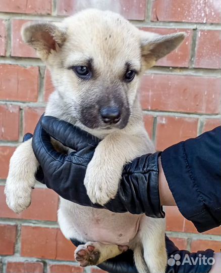 Щенок-девочка Кукла в дар