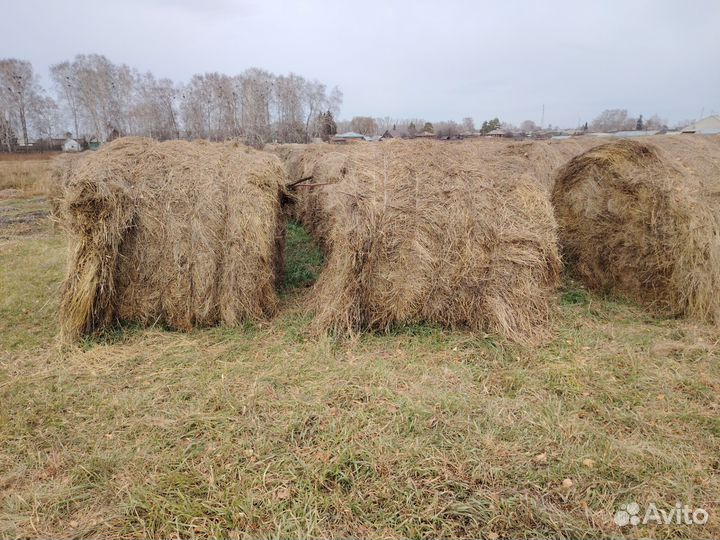 Продам сено в рулонах