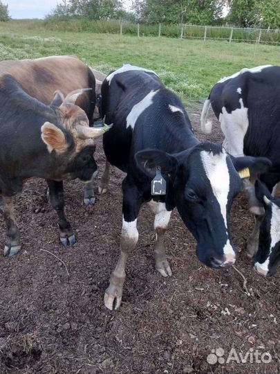 Быки и тёлки