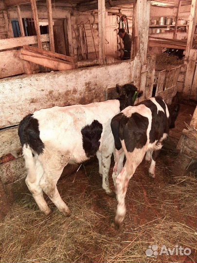 Бычки крс мясного направления