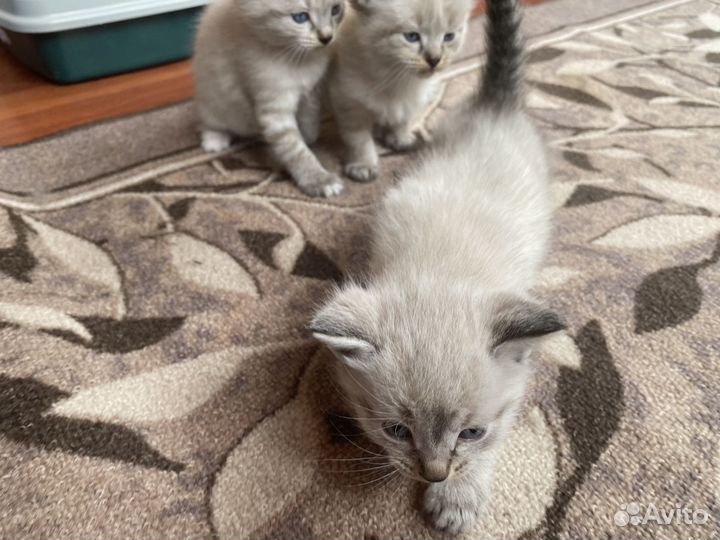 Котята в добрые руки