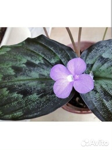 Калатея, Ктененты, кемпферия, антуриум, церопегия