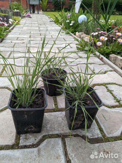 Ячмень гривастый многолетний