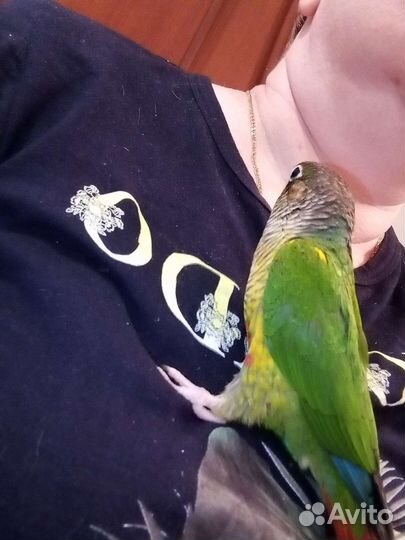 Пиррура замечательный малыш.Не кусается вообще