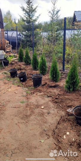 Туи для изгороди