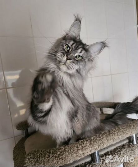 Мейн-кун кошка