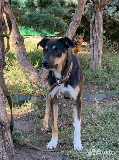 Мальчик Бут в добрые руки