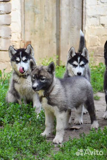 Сибирский хаски с документами