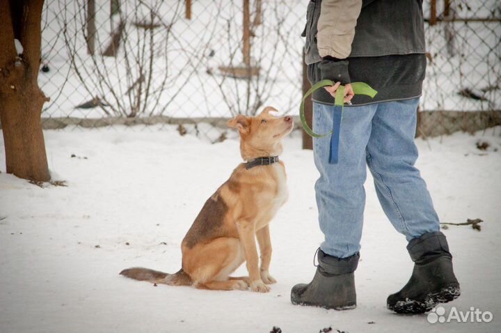 Дрессировка собак с передержкой