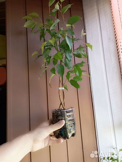 Фикусы. Неон