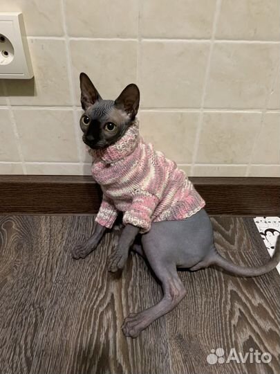 Одежда для сфинкса