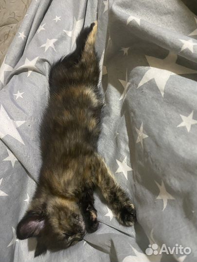 Отдам бесплатно в хорошие руки