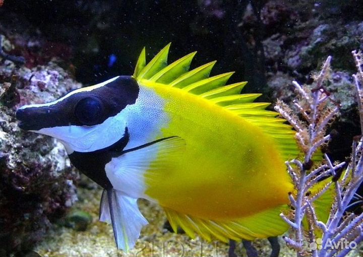 Морские рыбки