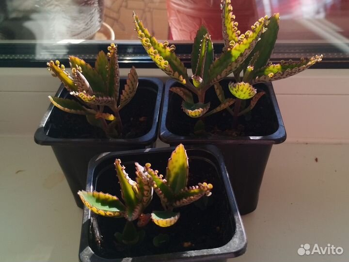 Комнатные цветы