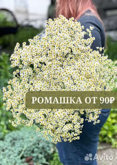 Ромашки. Букет цветов