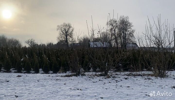 Туи брабанд и смарагд оптом