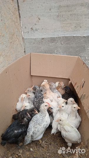 Цыплята несушки подрощенные