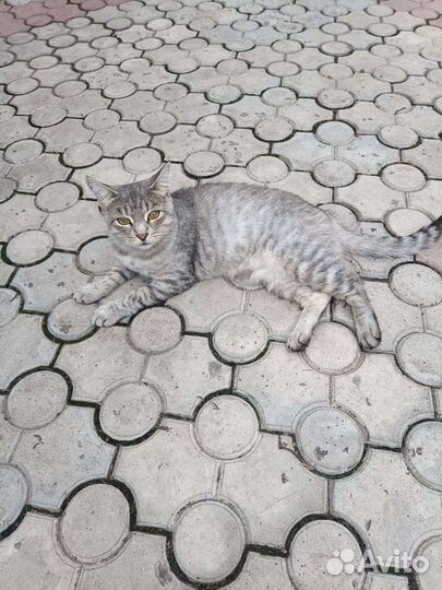 Супер кошка с доставкой