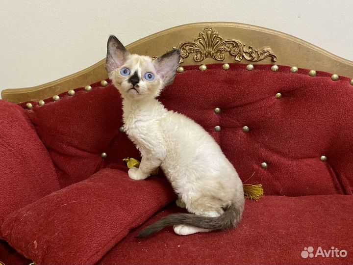 Девон-рекс синеглазая Марианна