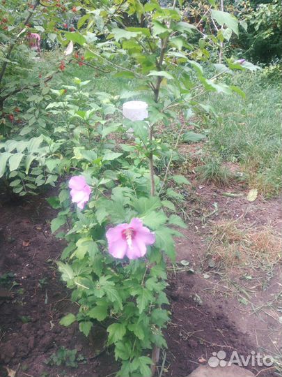 Гибискус садовый (сирийский) сиреневый