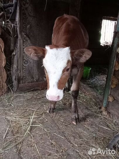 Тёлка 4 месяца