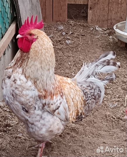 Куры молодки несушки