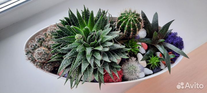 Композиция из кактусов и суккулентов