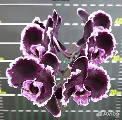 Орхидея Summer Breath Sogo Yukidian