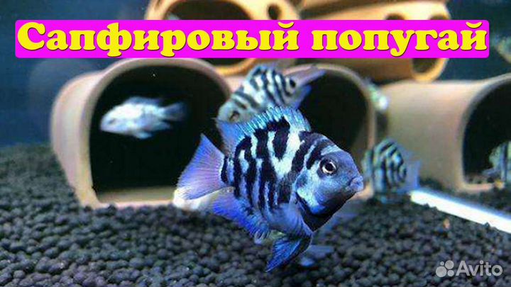 Меченосцы красные, кои гурами