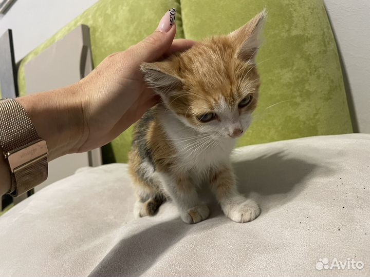 Трехцветный котенок девочка