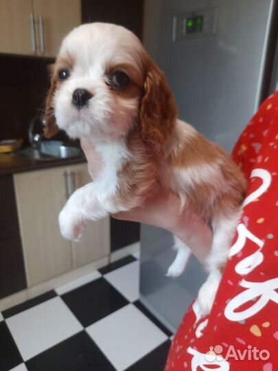 Кавалер кинг чарльз спаниель