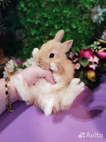 Декоративные карликовые кролики. Домашние