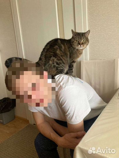 Породистая кошечка в добрые руки