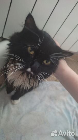 Кот
