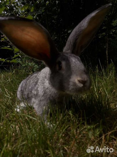 Крольчихи на развод