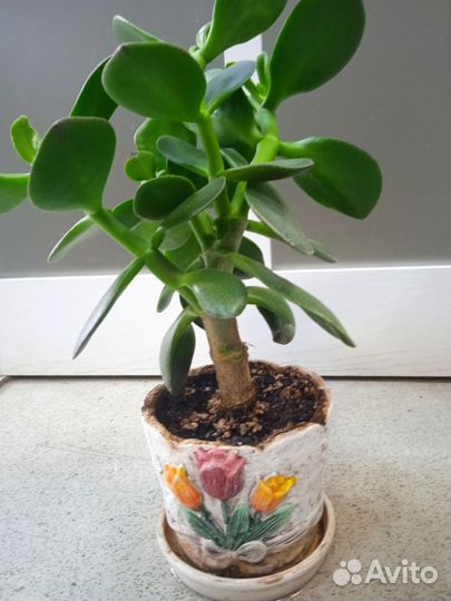Толстянка (денежное дерево) в горшочке