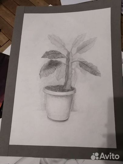 Академический рисунок А2. Гипсовая голова, натура