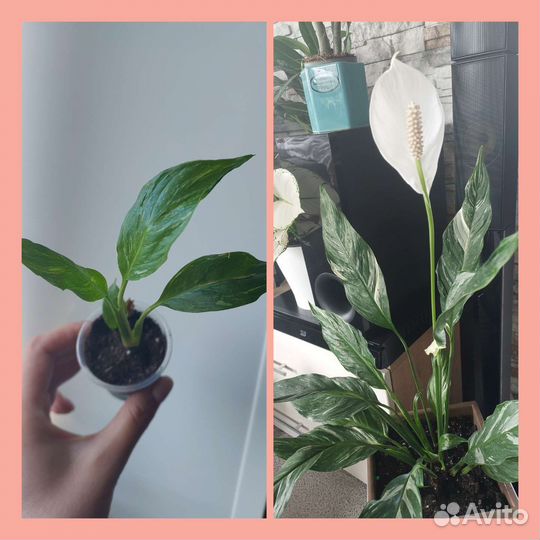 Спатифиллумы