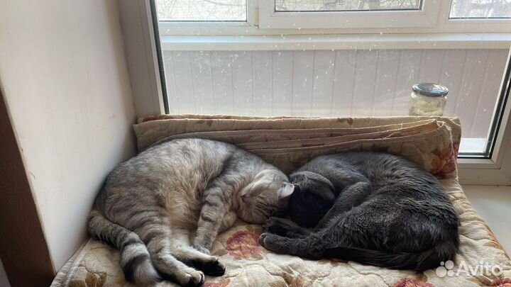 Котята британские