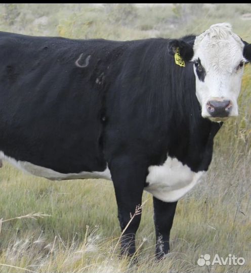 Продается корова
