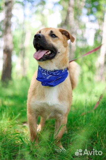 Веселый молодой пес Батлер из приюта ищет дом