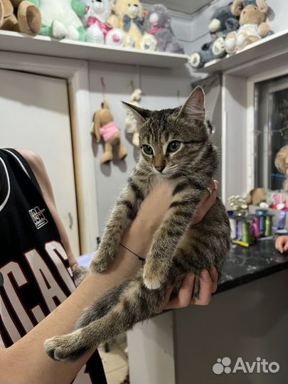 Кошечка в добрые руки