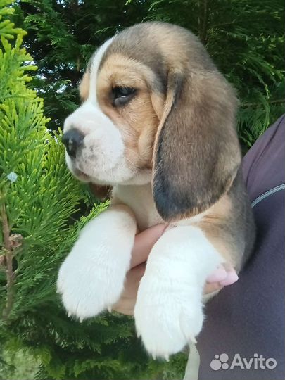 Щенки бигль