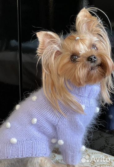 Одежда для собак маленьких пород