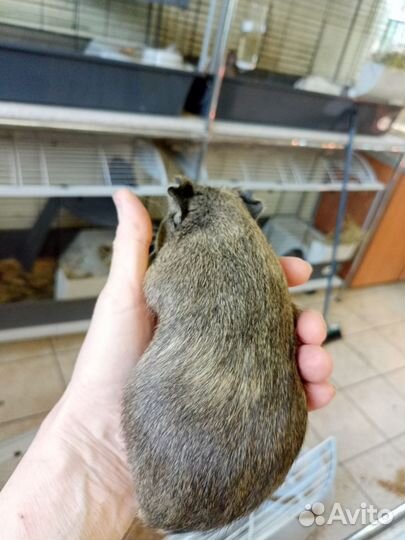 Морская свинка