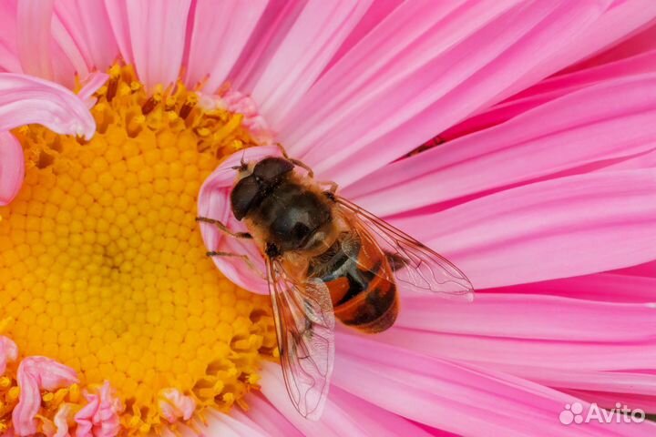 Canon RF 100mm F2.8L Macro IS USM