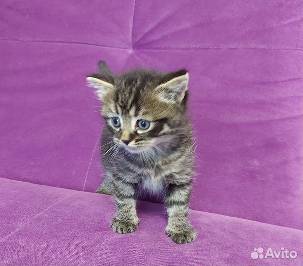 Два пацана в добрые руки