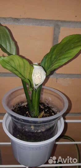 Спатифиллум Spilt Milk