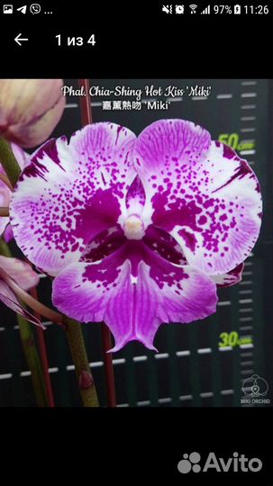 Орхидея Фаленопсис Добавляю